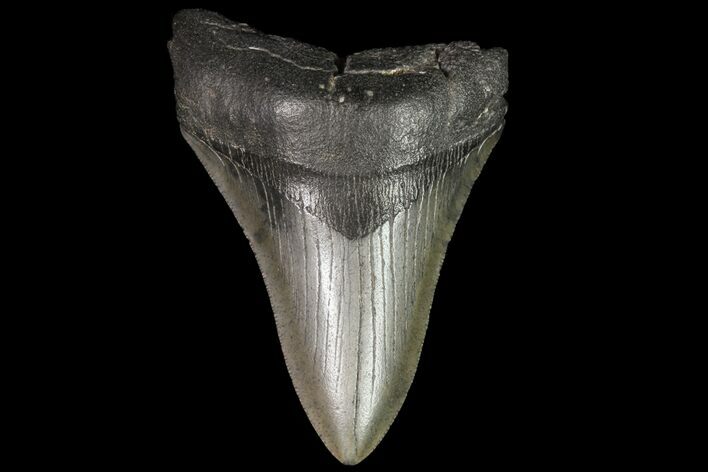Bargain, Fossil Megalodon Tooth - Georgia #76489